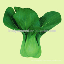 JPK01 Baicai High quality of chinese Pakchoi seeds for vegetable seeds